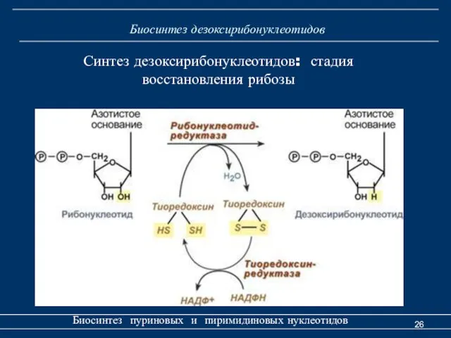 Биосинтез дезоксирибонуклеотидов Биосинтез пуриновых и пиримидиновых нуклеотидов Синтез дезоксирибонуклеотидов: стадия восстановления рибозы