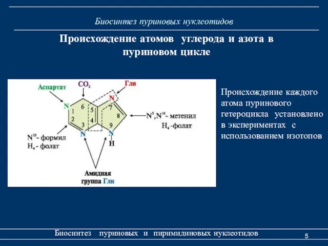 Биосинтез пуриновых нуклеотидов Биосинтез пуриновых и пиримидиновых нуклеотидов Происхождение атомов углерода