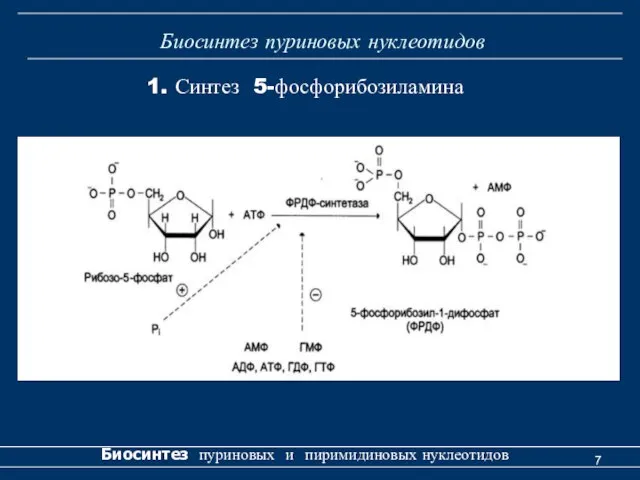 Биосинтез пуриновых нуклеотидов Биосинтез пуриновых и пиримидиновых нуклеотидов 1. Синтез 5-фосфорибозиламина