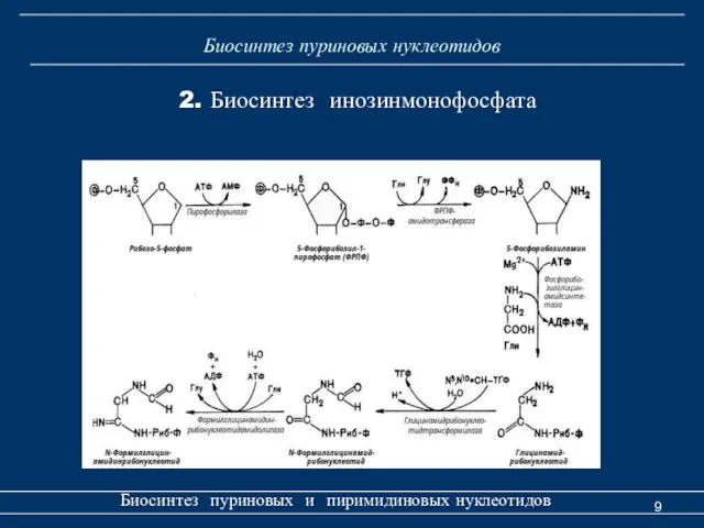 Биосинтез пуриновых нуклеотидов Биосинтез пуриновых и пиримидиновых нуклеотидов 2. Биосинтез инозинмонофосфата
