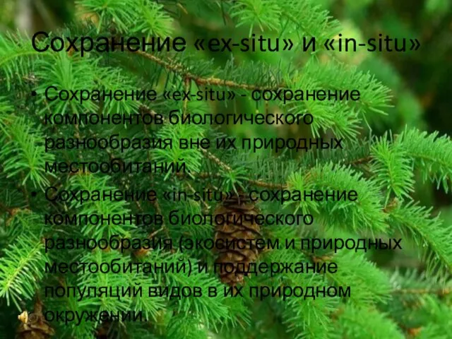 Сохранение «ex-situ» и «in-situ» Сохранение «ex-situ» - сохранение компонентов биологического разнообразия