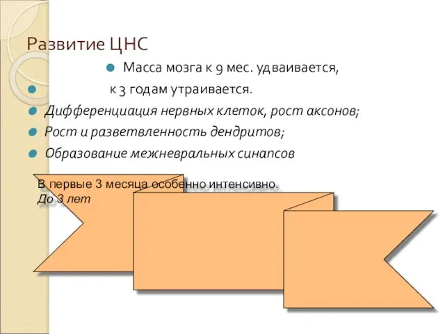 Развитие ЦНС Масса мозга к 9 мес. удваивается, к 3 годам