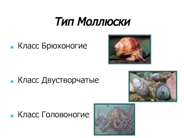 Тип Моллюски Класс Брюхоногие Класс Двустворчатые Класс Головоногие