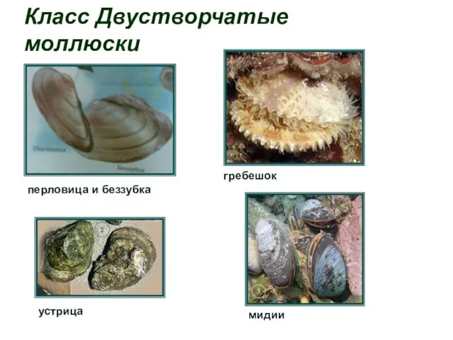 Класс Двустворчатые моллюски мидии перловица и беззубка гребешок устрица