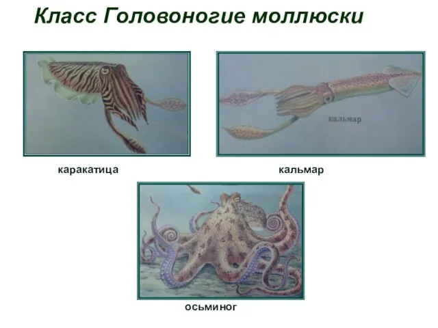 Класс Головоногие моллюски кальмар каракатица осьминог