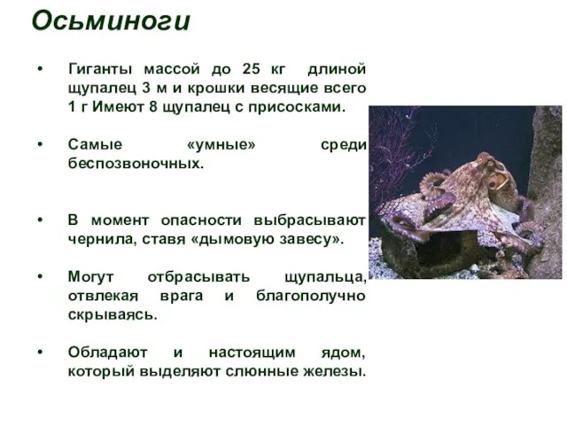 Осьминоги Гиганты массой до 25 кг длиной щупалец 3 м и