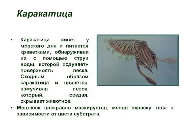 Каракатица Каракатица живёт у морского дна и питается креветками, обнаруживая их