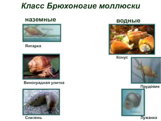 Класс Брюхоногие моллюски наземные водные Прудовик Конус Виноградная улитка Слизень Янтарка Лужанка