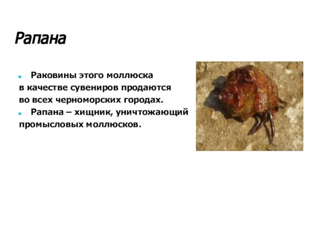 Рапана Раковины этого моллюска в качестве сувениров продаются во всех черноморских