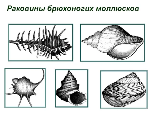 Раковины брюхоногих моллюсков