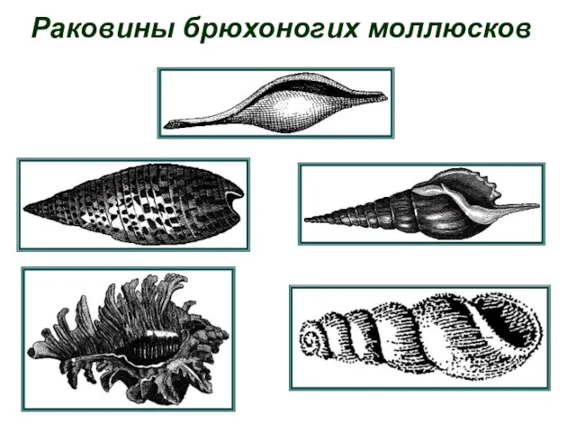 Раковины брюхоногих моллюсков