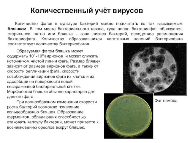 Количество фагов в культуре бактерий можно подсчитать по так называемым бляшкам.