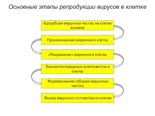 Основные этапы репродукции вирусов в клетке Адсорбция вирусных частиц на клетке