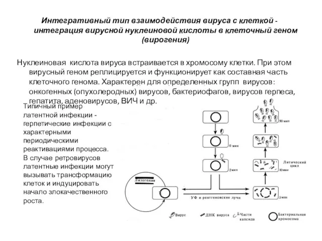 Типичный пример латентной инфекции - герпетические инфекции с характерными периодическими реактивациями