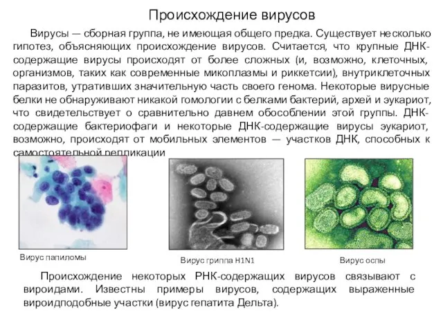 Происхождение вирусов Вирусы — сборная группа, не имеющая общего предка. Существует