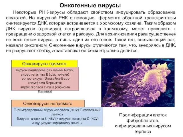 Онкогенные вирусы Некоторые РНК-вирусы обладают свойством индуцировать образование опухолей. На вирусной