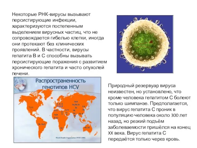 Некоторые РНК-вирусы вызывают персистирующие инфекции, характеризуются постепенным выделением вирусных частиц, что