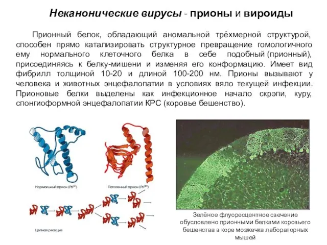 Неканонические вирусы - прионы и вироиды Прионный белок, обладающий аномальной трёхмерной