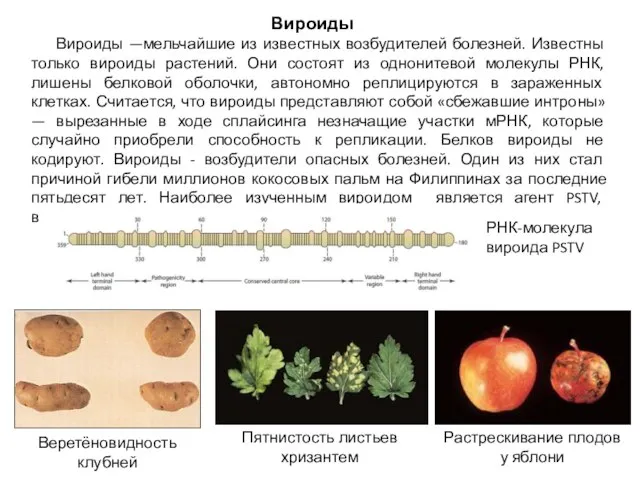 Вироиды —мельчайшие из известных возбудителей болезней. Известны только вироиды растений. Они