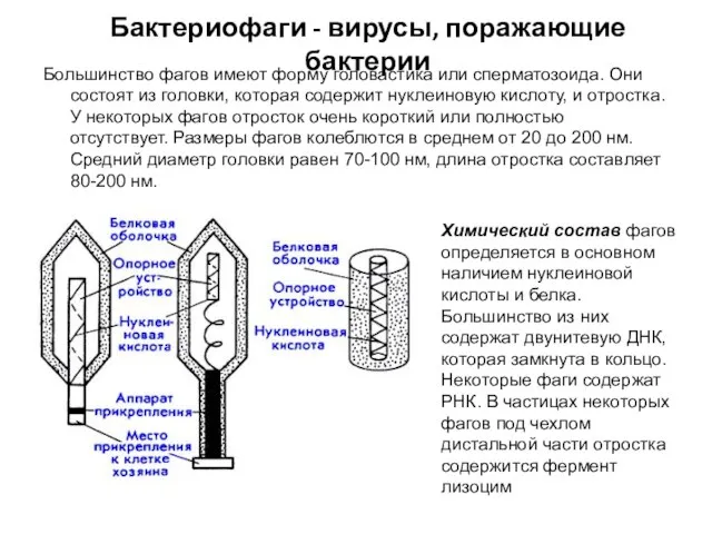 Бактериофаги - вирусы, поражающие бактерии Большинство фагов имеют форму головастика или