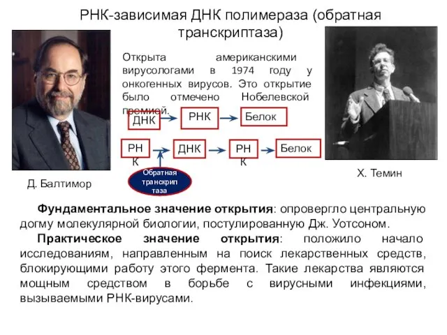 Открыта американскими вирусологами в 1974 году у онкогенных вирусов. Это открытие