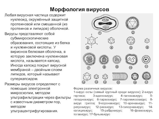 Морфология вирусов Любая вирусная частица содержит нуклеоид, окружённый защитной протеиновой или