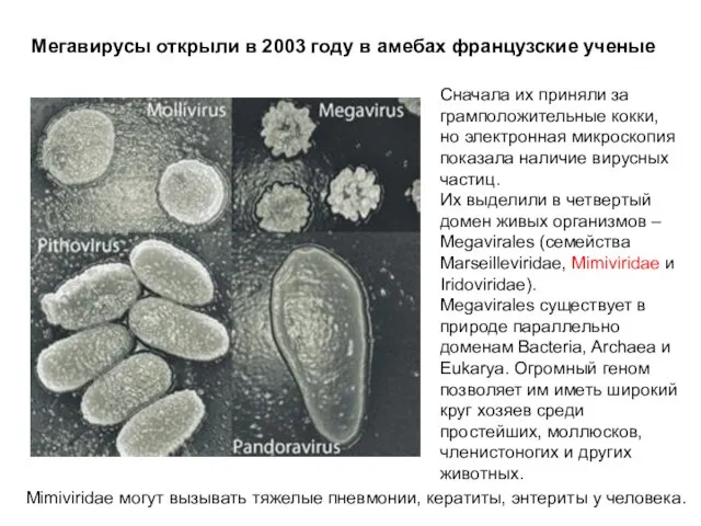 Сначала их приняли за грамположительные кокки, но электронная микроскопия показала наличие