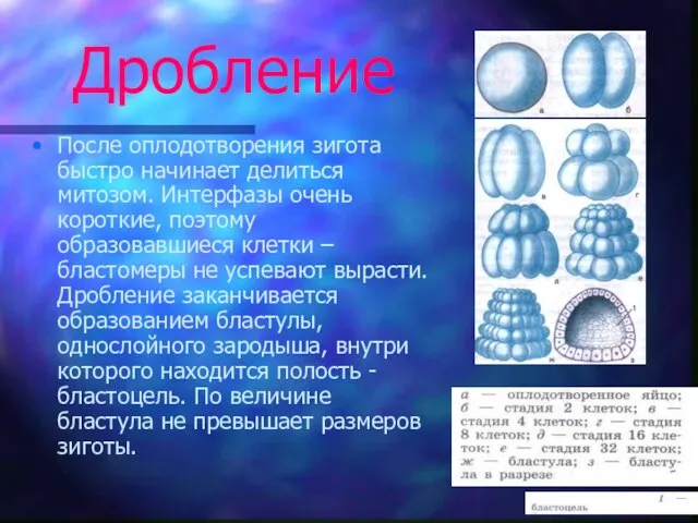 Дробление После оплодотворения зигота быстро начинает делиться митозом. Интерфазы очень короткие,