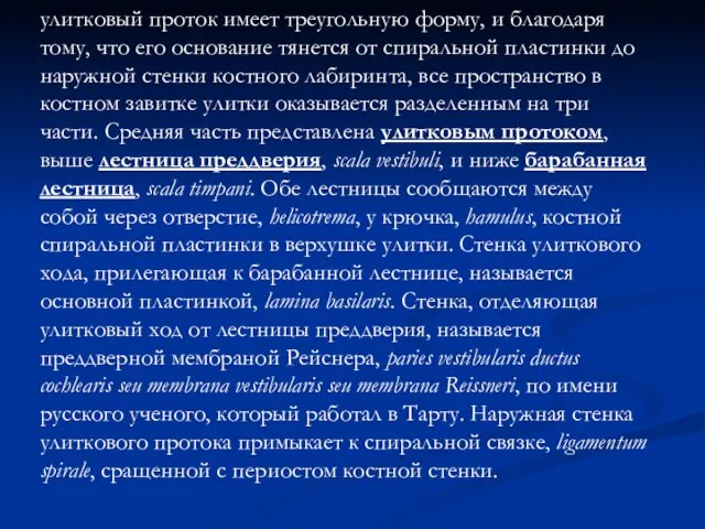 улитковый проток имеет треугольную форму, и благодаря тому, что его основание