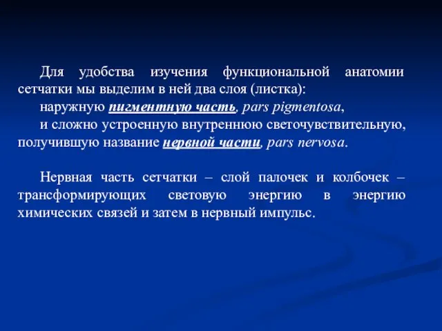 Для удобства изучения функциональной анатомии сетчатки мы выделим в ней два