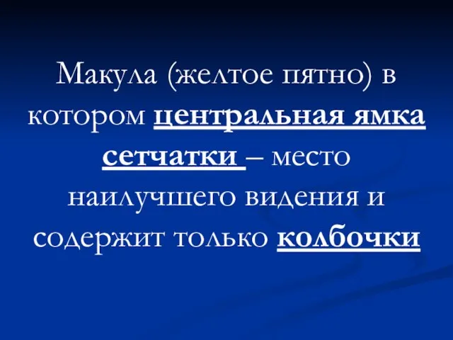 Макула (желтое пятно) в котором центральная ямка сетчатки – место наилучшего видения и содержит только колбочки