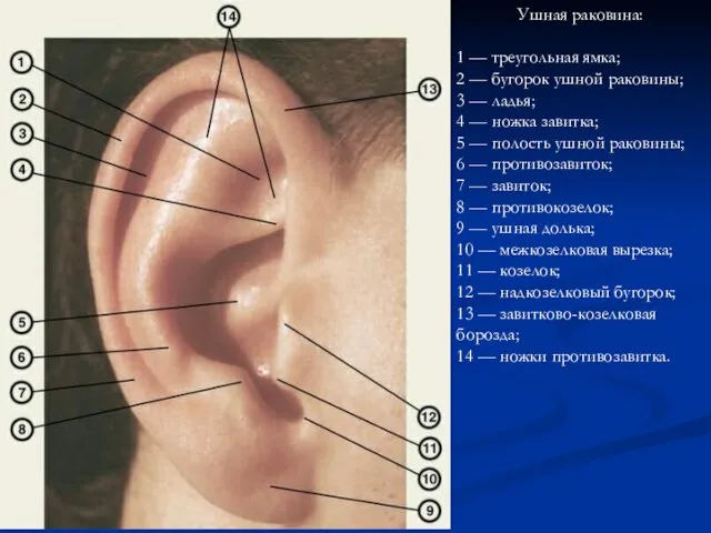 Ушная раковина: 1 — треугольная ямка; 2 — бугорок ушной раковины;