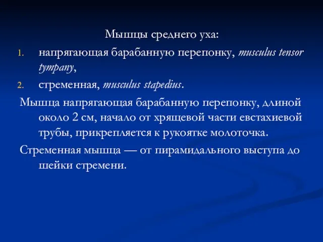 Мышцы среднего уха: напрягающая барабанную перепонку, musculus tensor tympany, стременная, musculus