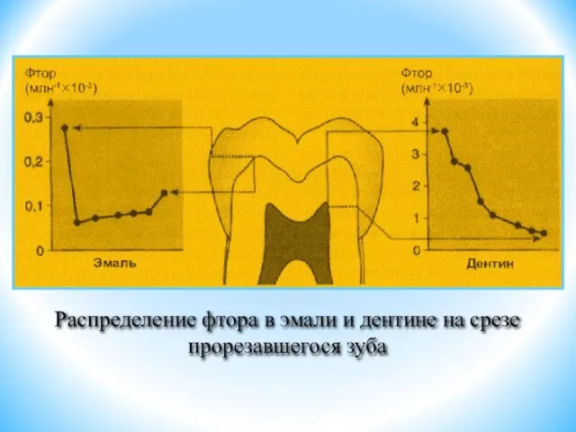 Распределение фтора в эмали и дентине на срезе прорезавшегося зуба