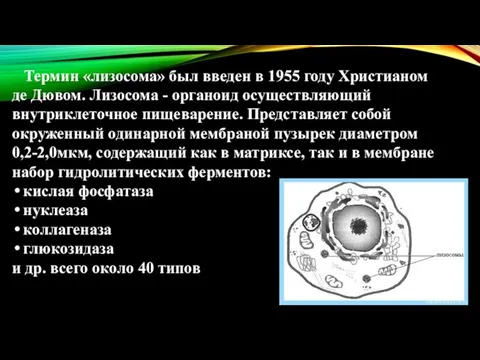 Термин «лизосома» был введен в 1955 году Христианом де Дювом. Лизосома