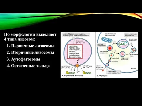 По морфологии выделяют 4 типа лизосом: 1. Первичные лизосомы 2. Вторичные