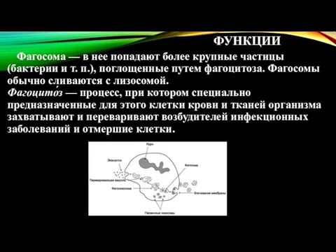 ФУНКЦИИ Фагосома — в нее попадают более крупные частицы (бактерии и