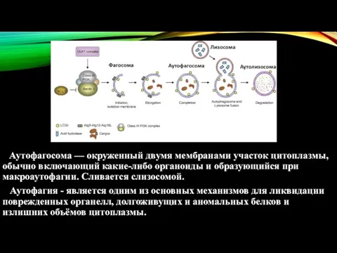 Аутофагосома — окруженный двумя мембранами участок цитоплазмы, обычно включающий какие-либо органоиды