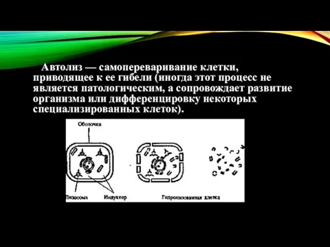 Автолиз — самопереваривание клетки, приводящее к ее гибели (иногда этот процесс