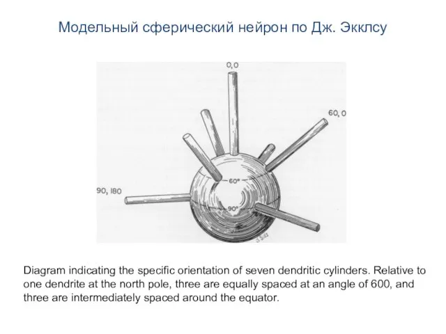 Модельный сферический нейрон по Дж. Экклсу Diagram indicating the specific orientation