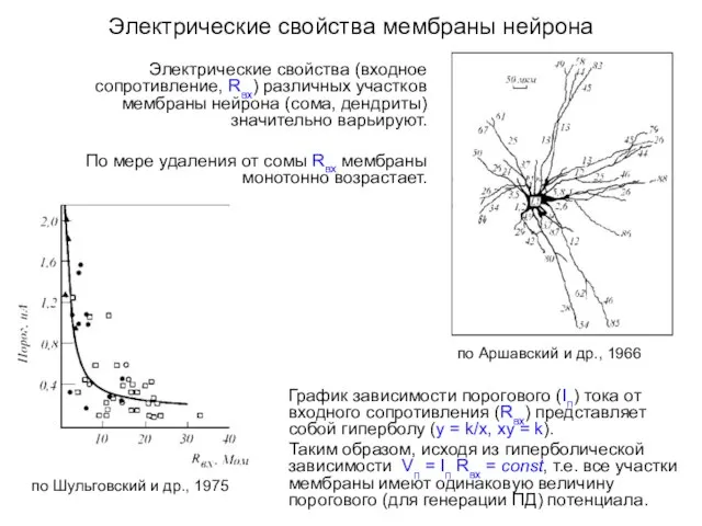 Электрические свойства мембраны нейрона Электрические свойства (входное сопротивление, Rвх) различных участков