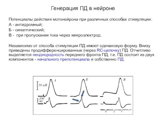 Генерация ПД в нейроне Потенциалы действия мотонейрона при различных способах стимуляции: