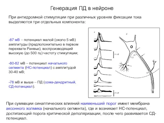 Генерация ПД в нейроне При антидромной стимуляции при различных уровнях фиксации