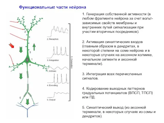 1. Генерация собственной активности (в любом фрагменте нейрона за счет вольт-зависимых