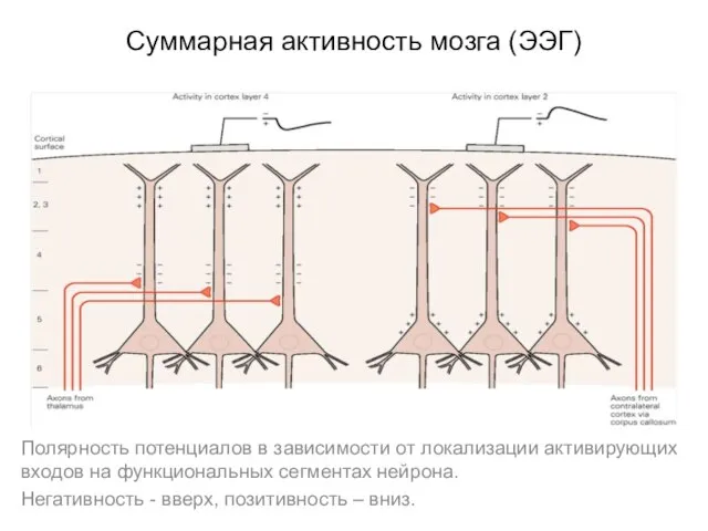 Суммарная активность мозга (ЭЭГ) Полярность потенциалов в зависимости от локализации активирующих