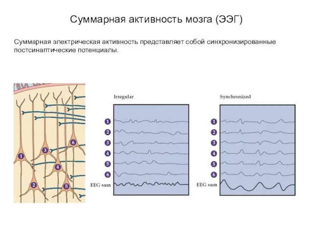 Суммарная активность мозга (ЭЭГ) Суммарная электрическая активность представляет собой синхронизированные постсинаптические потенциалы.