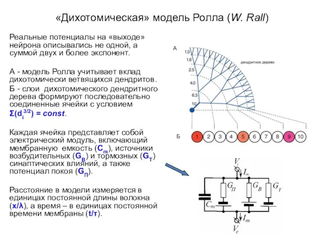 «Дихотомическая» модель Ролла (W. Rall) Реальные потенциалы на «выходе» нейрона описывались