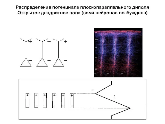 Распределение потенциала плоскопараллельного диполя Открытое дендритное поле (сома нейронов возбуждена)