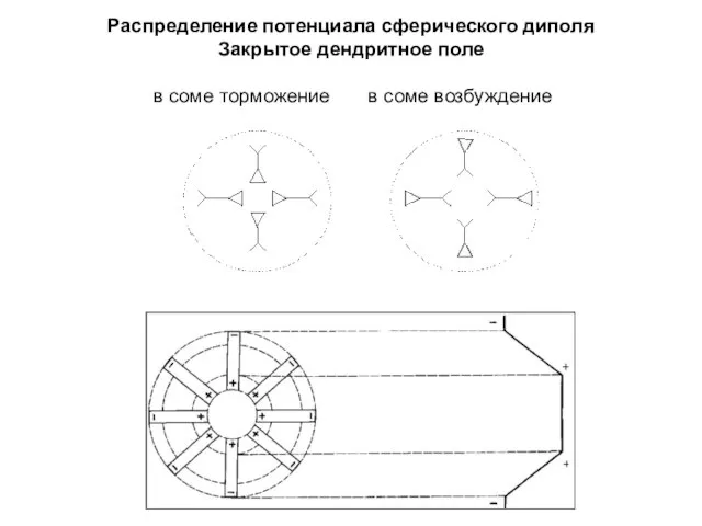 Распределение потенциала сферического диполя Закрытое дендритное поле в соме торможение в соме возбуждение