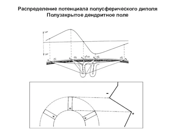 Распределение потенциала полусферического диполя Полузакрытое дендритное поле